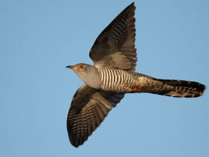 Coucou gris (Cuculus canorus) 
