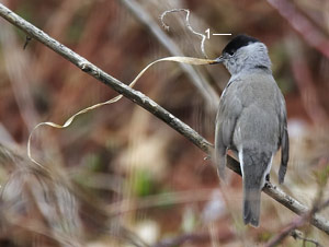 Fauvette à tête noire (Sylvia atricapilla)
