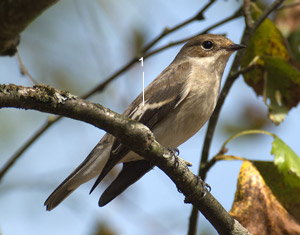 Gobemouche noir (Ficedula hypoleuca) femelle