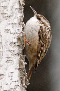 Grimpereau des jardins (Certhia brachydactyla)