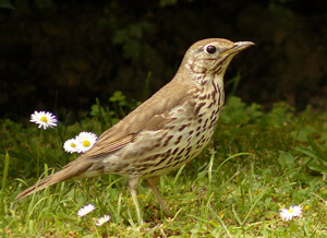 Grive musicienne (Turdus philomelos)