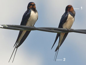 Hirondelles rustiques (Hirundo rustica)
