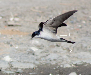 Hirondelle de fenêtre (Delichon urbicum)