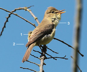 Hypolaïs polyglotte (Hippolais polyglotta)