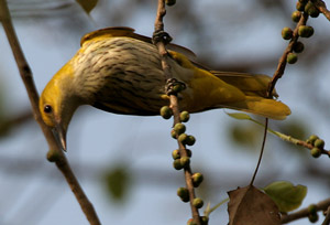 Loriot d'Europe (Oriolus oriolus) femelle