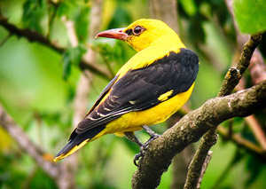 Loriot d'Europe (Oriolus oriolus)
