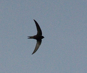 Martinet noir (Apus apus)