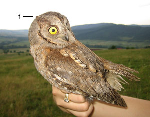 Petit-duc scops (Otus scops)