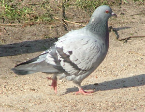 Pigeon biset (Columba livia)