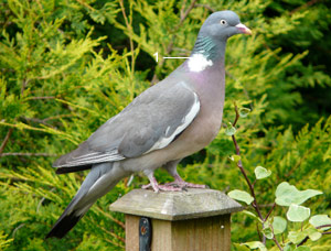 Pigeon ramier (Columba palumbus)