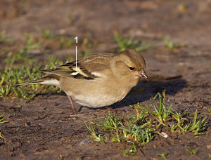 Pinson des arbres (Fringilla coelebs) femelle
