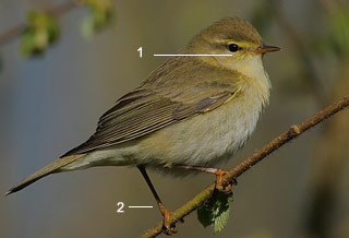 Pouillot fitis (Phylloscopus trochilus)