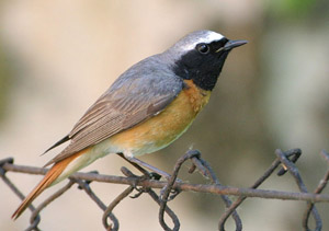 Rougequeue à front blanc (Phoenicurus phoenicurus) 