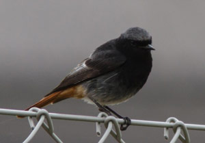 Rougequeue noir (Phoenicurus ochruros)