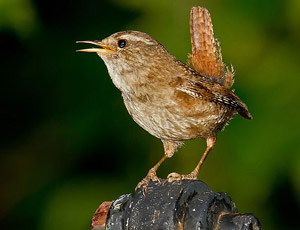 Troglodyte mignon (Troglodytes troglodytes)
