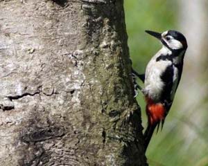 Identifier Les Oiseaux Des Jardins Et Des Villes En Hiver