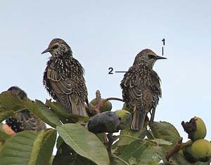 Etourneaux sansonnets (Sturnus vulgaris)