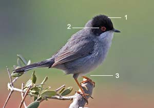 Identifier Les Oiseaux Des Jardins Et Des Villes En Hiver