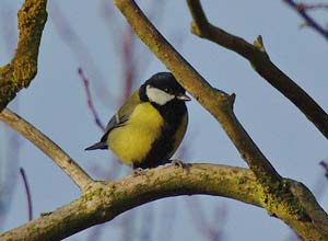 Mésange charbonnière (Parus major)