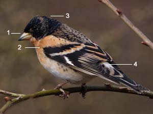 Identifier Les Oiseaux Des Jardins Et Des Villes D Europe En Hiver Ornithomedia Com