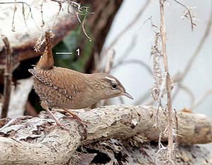 Troglodyte mignon (Troglodytes troglodytes)