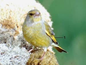 Verdier d'Europe (Carduelis chloris)