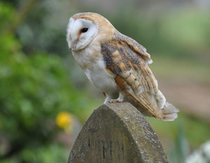 Effraie des clochers (Tyto alba) 