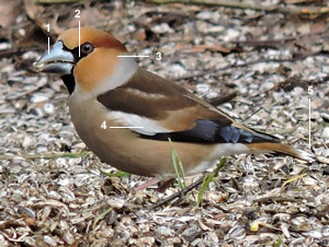 Gros-bec cassenoyaux (Coccothraustes coccothraustes)