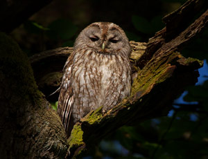 Chouette hulotte (Strix aluco) 