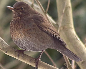 Merle noir (Turdus merula) femelle