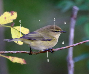 Identifier Les Oiseaux Des Jardins Et Des Villes D Europe En Hiver Ornithomedia Com