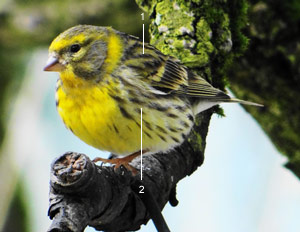 Serin cini (Serinus serinus) mâle