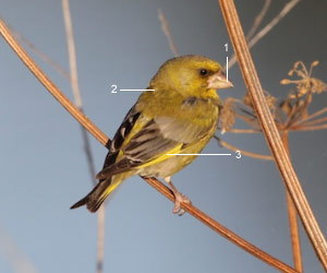 Verdier d'Europe (Chloris chloris) mâle