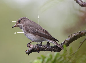 Gobemouche gris (Muscicapa striata)