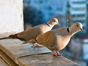Tourterelles turques (Streptopelia decaocto) 