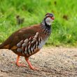 Perdrix rouge