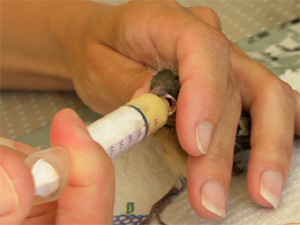 L'utilisation d'une seringue pour le nourrissage