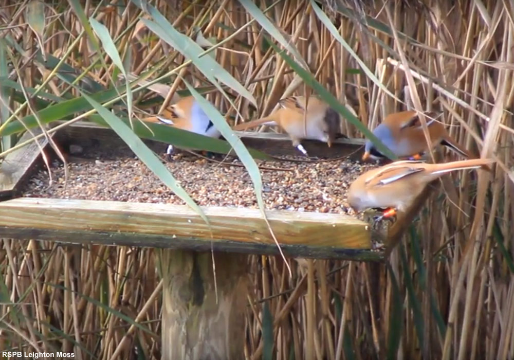 Favoriser l’installation de la Panure à moustaches : l’exemple de la réserve de Leighton Moss (Grande-Bretagne)