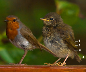 Rougegorges familiers (Erithacus rubecula)