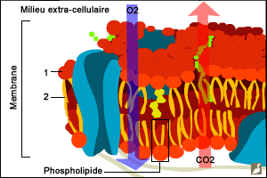 Structure typique d'une membrane cellulaire