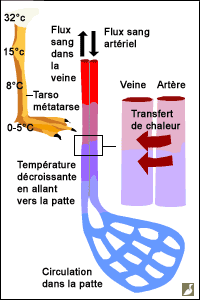 Le système de l'échangeur de chaleur 