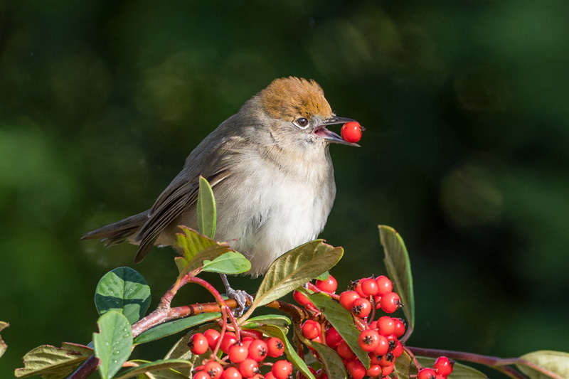 Fauvette à tête noire
