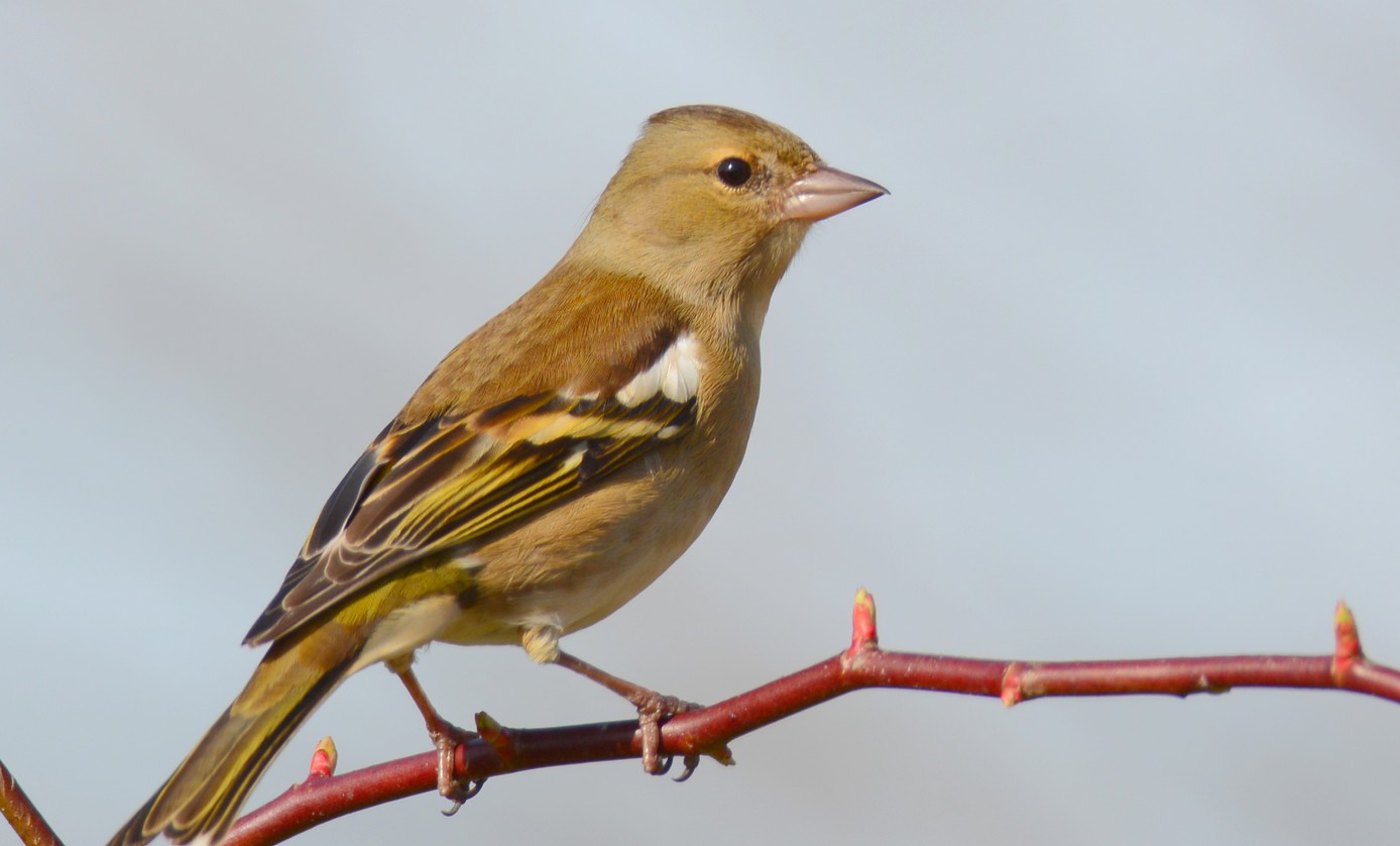 Pinson des arbres femelle