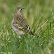 Le Pipit de Richard, un grand pipit à découvrir