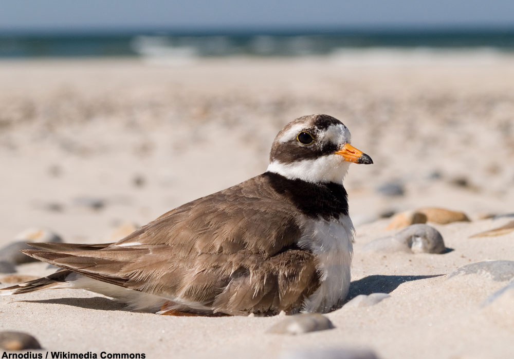 Conseils simples pour partager les plages avec les oiseaux