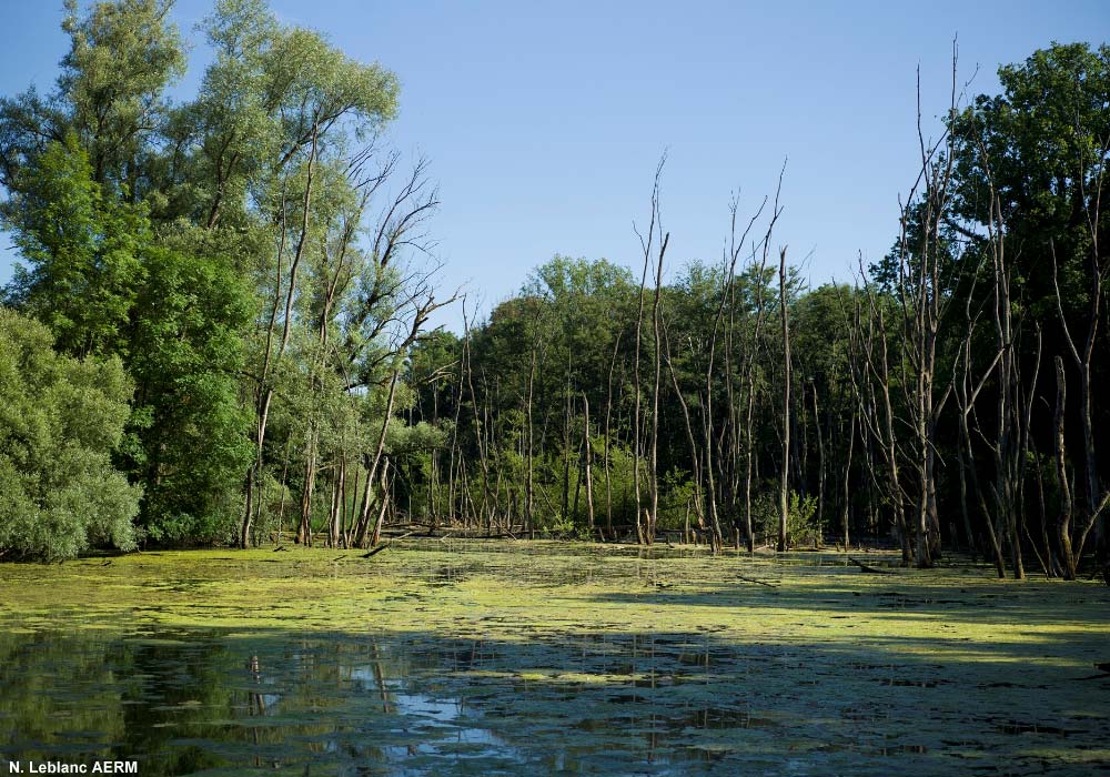 Réserve naturelle nationale de la petite Camargue alsacienne (Haut-Rhin)