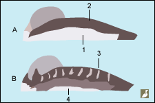 Comparaison de juvéniles au repos de Plongeons arctique (Gavia arctica) (A) et du Pacifique (G. pacifica) (B)