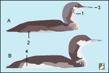 Plongeons du Pacifique (A) et arctique (B) en plumage hivernal