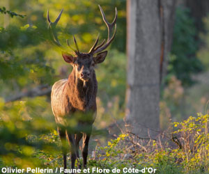 Cerf élaphe (Cervus elaphus)