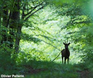 Chevreuil d'Europe (Capreolus capreolus)